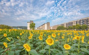 云南高考多少分能上陕西理工大学？附2022-2024年最低录取分数线